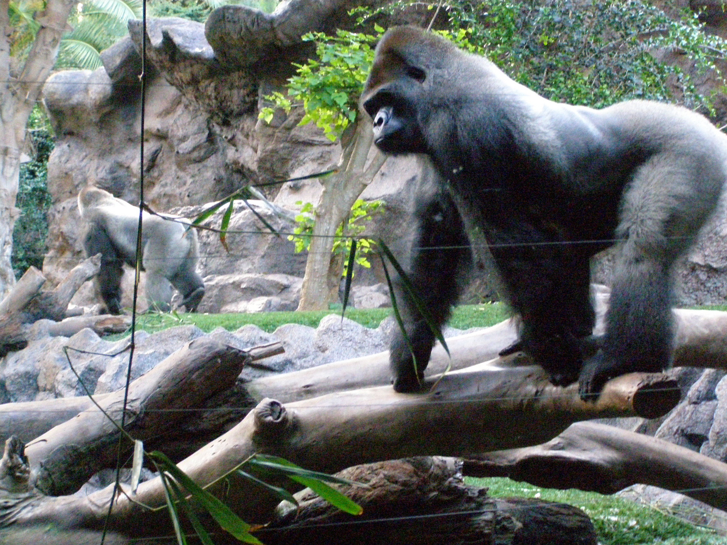 Gorilla im Loro Park auf Teneriffa