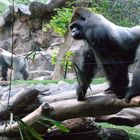 Gorilla im Loro Park auf Teneriffa