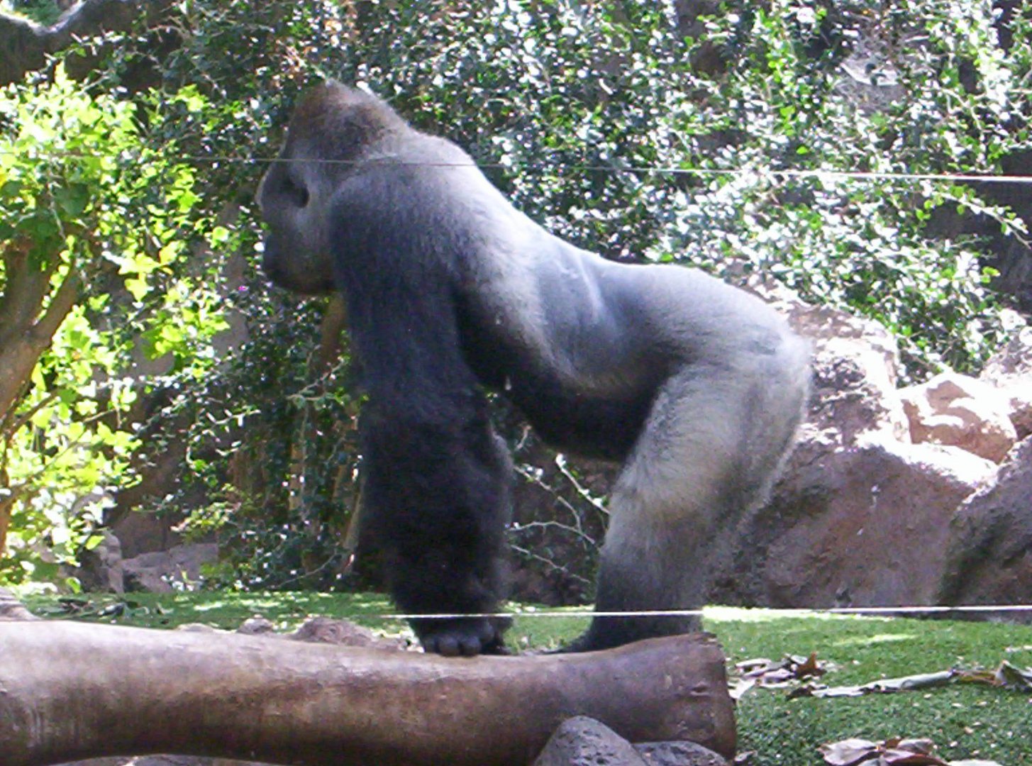 Gorilla im Loro Park