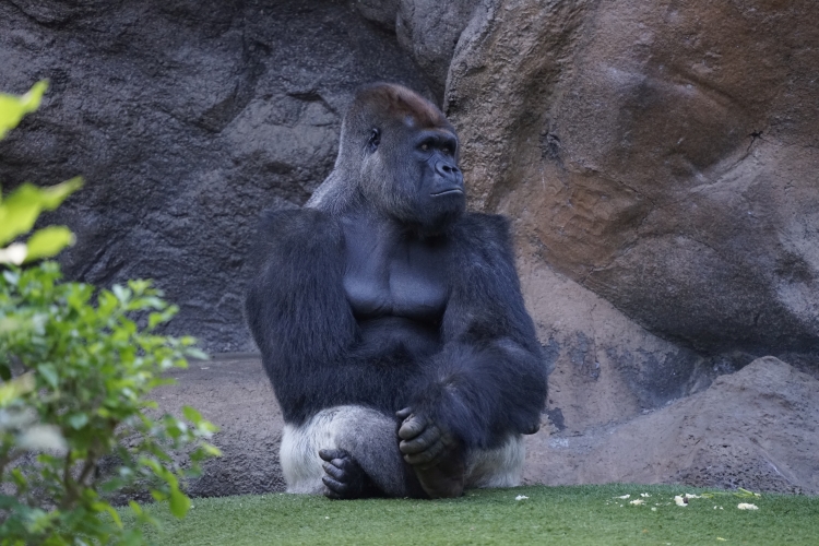 Gorilla im Loro Parque in Teneriffa