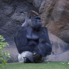 Gorilla im Loro Parque in Teneriffa