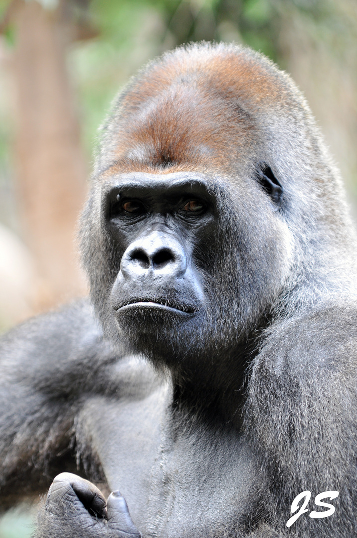 Gorilla im Loro Parque Teneriffa