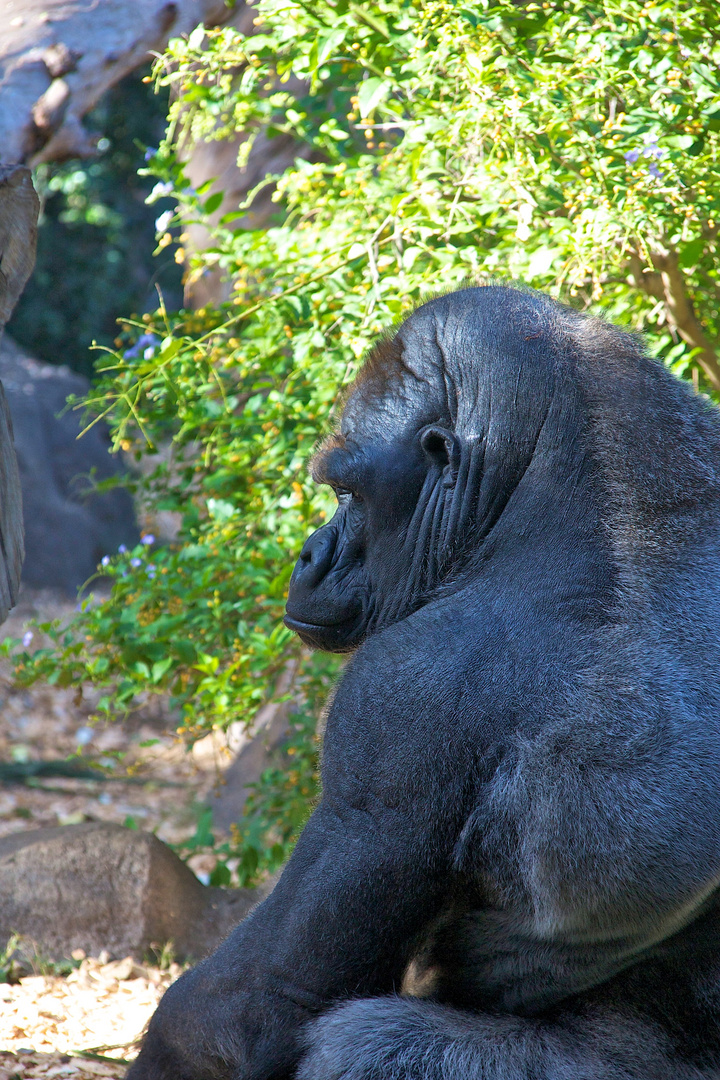 Gorilla im Loropark