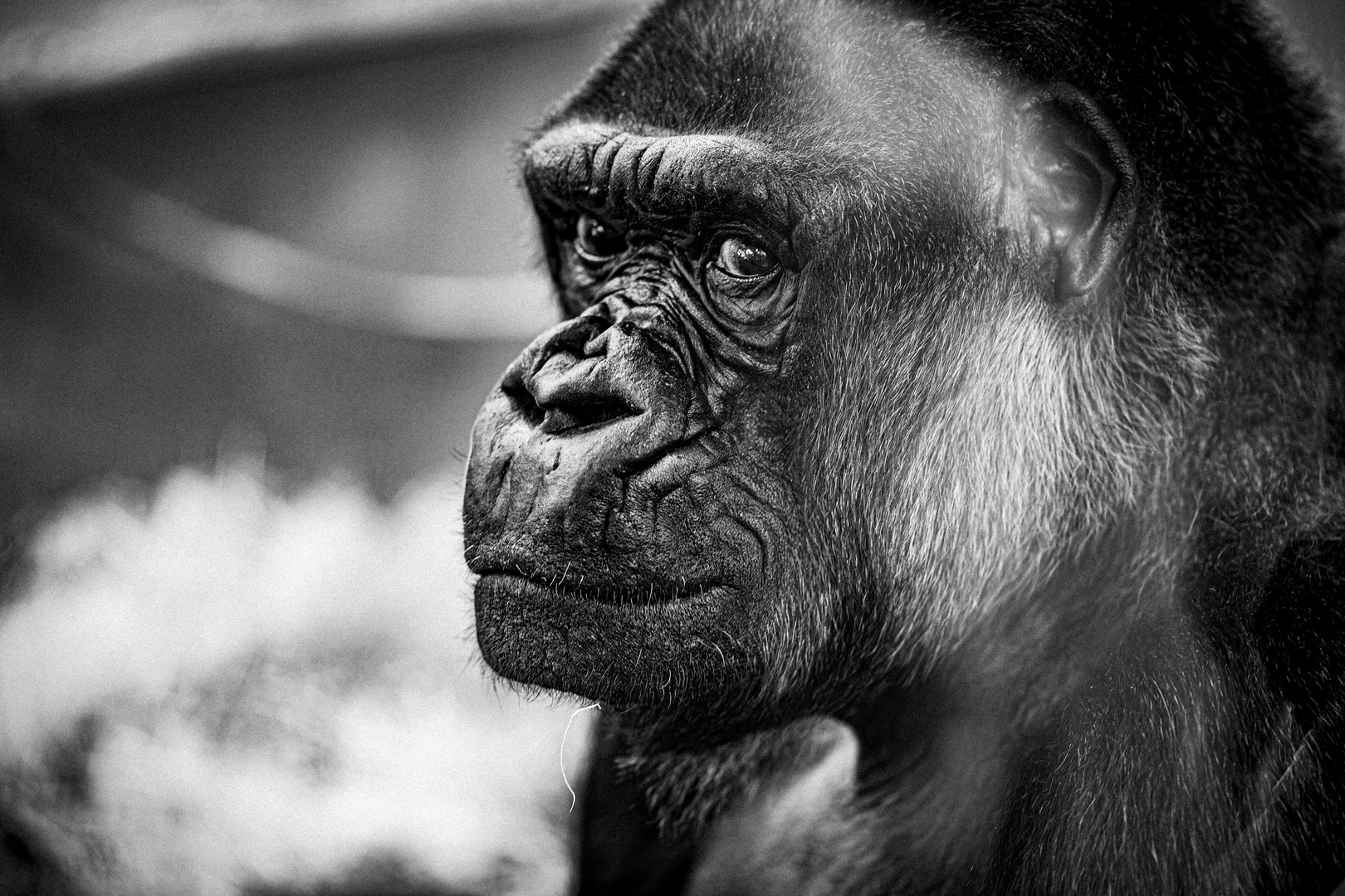 Gorilla im Menschenaffenhaus der Wilhelma in Stuttgart