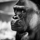 Gorilla im Menschenaffenhaus der Wilhelma in Stuttgart