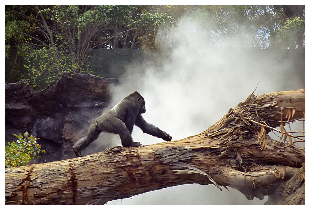 Gorilla im Nebel