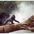 Gorilla im Nebel