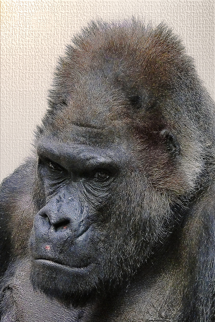 Gorilla im Nürnberger Tiergarten