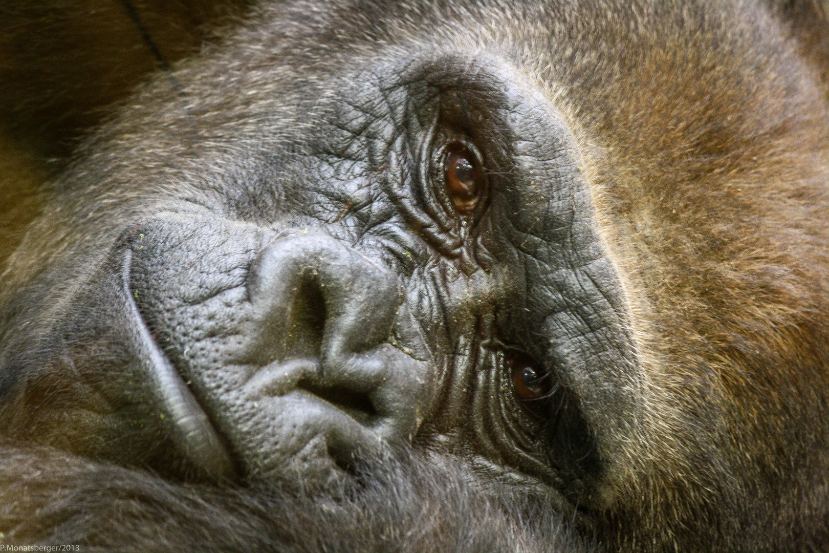 Gorilla im Nürnberger Tiergarten