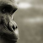 Gorilla im Portrait