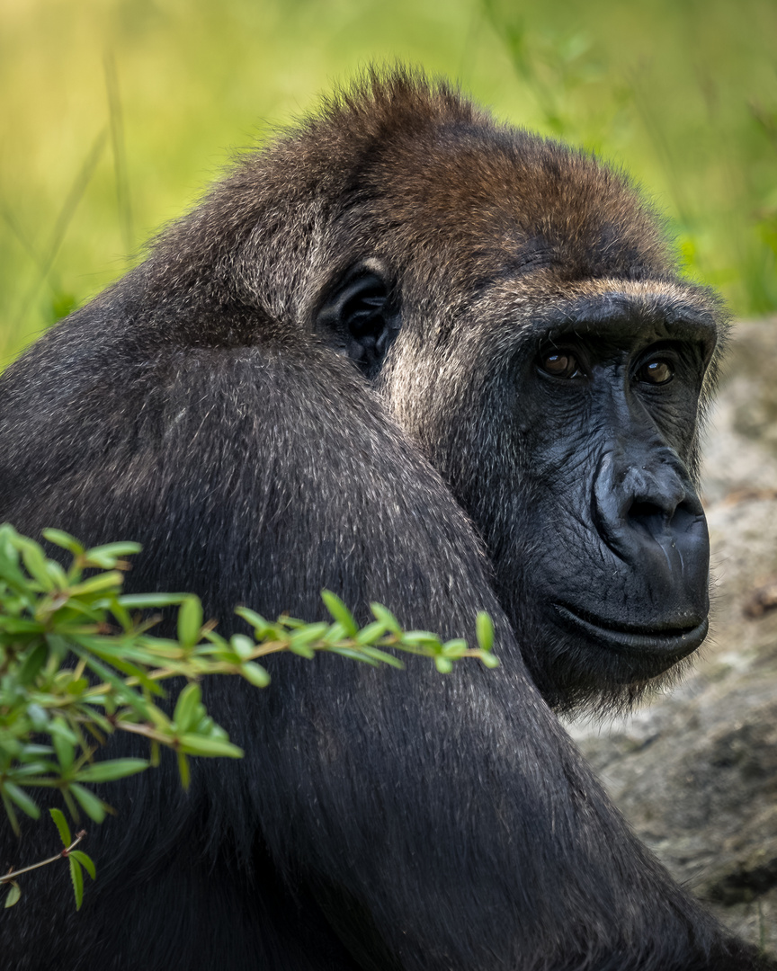 Gorilla im Portrait