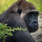 Gorilla im Portrait