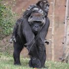 Gorilla im Prager Zoo