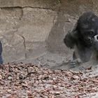 Gorilla im Sandkasten