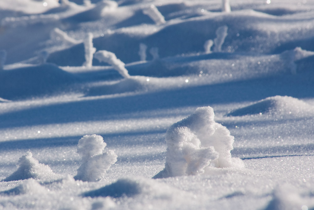 Gorilla im Schnee