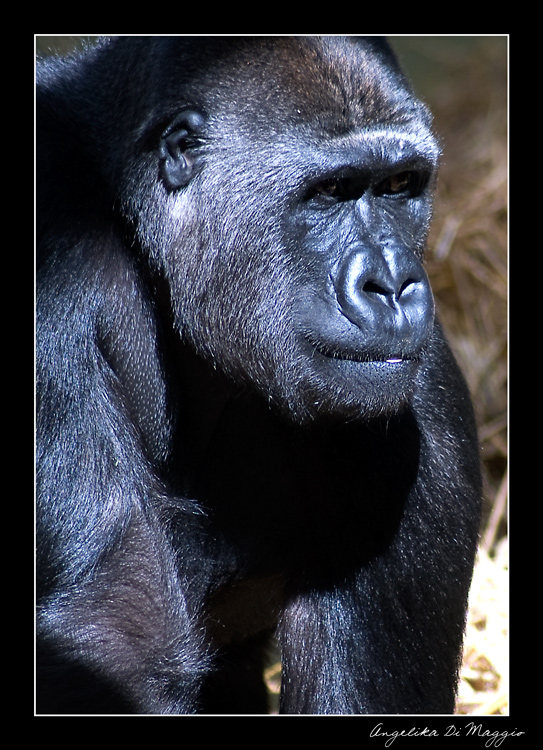 Gorilla im Sonnenlicht