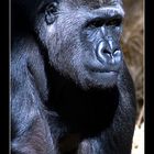 Gorilla im Sonnenlicht