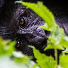 Gorilla im Urwald