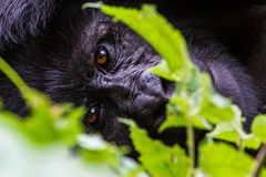 Gorilla im Urwald