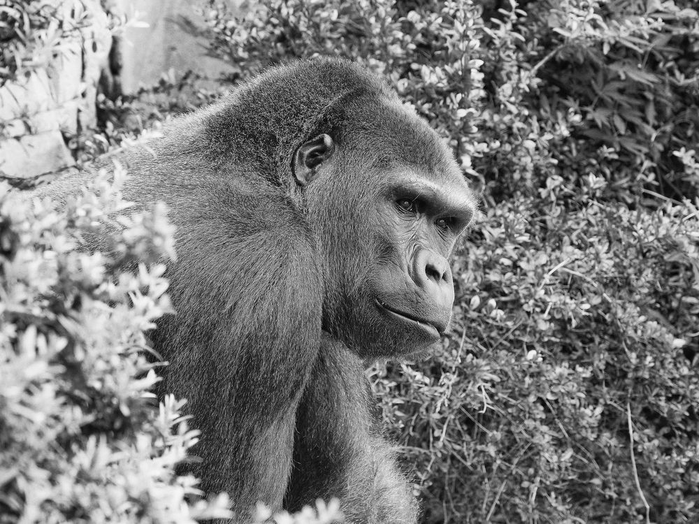 Gorilla im Zoo d'Amnéville