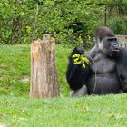 Gorilla im Zoo