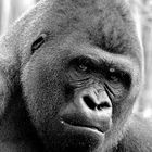 Gorilla im Zoo