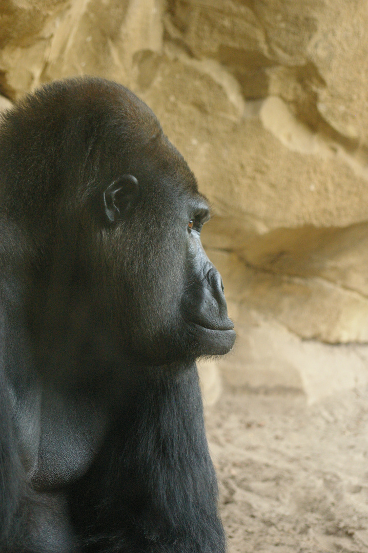 Gorilla im Zoo Hannover