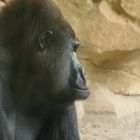 Gorilla im Zoo Hannover