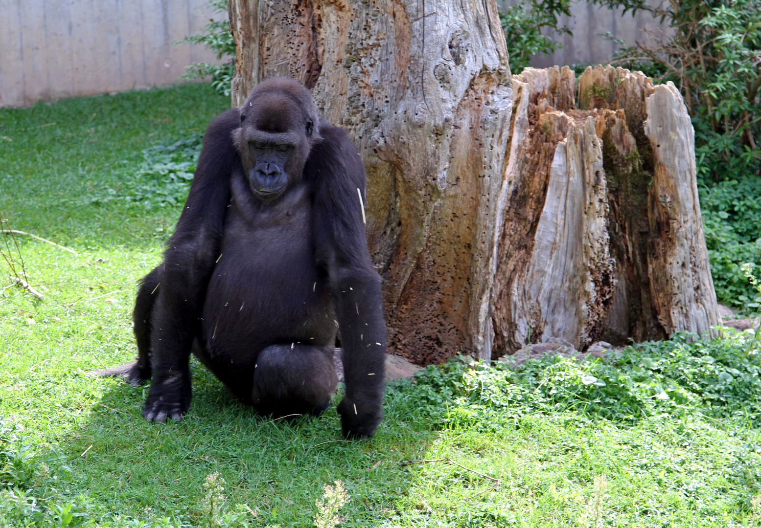 Gorilla im Zoo Heidelberg