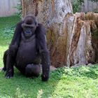 Gorilla im Zoo Heidelberg