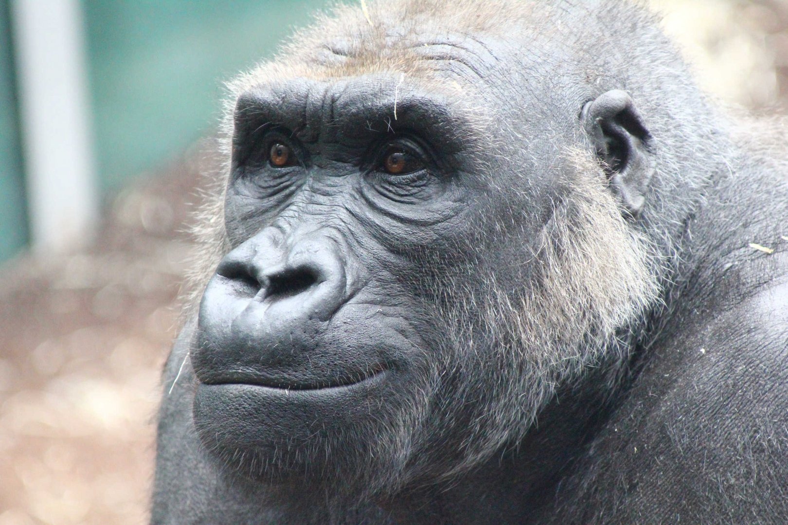 Gorilla im Zoo Hellabrunn