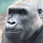 Gorilla im Zoo Hellabrunn