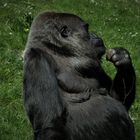 Gorilla im Zoo im Mai 2019