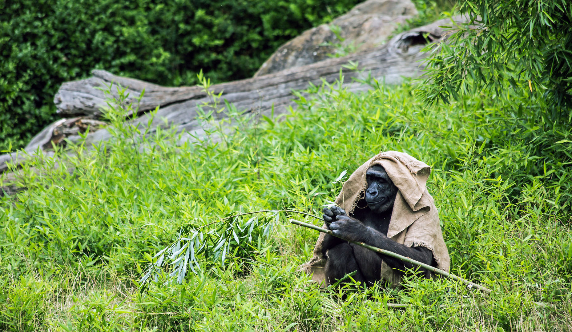 Gorilla im Zoo Leipzig