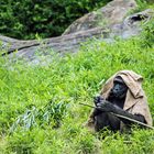 Gorilla im Zoo Leipzig