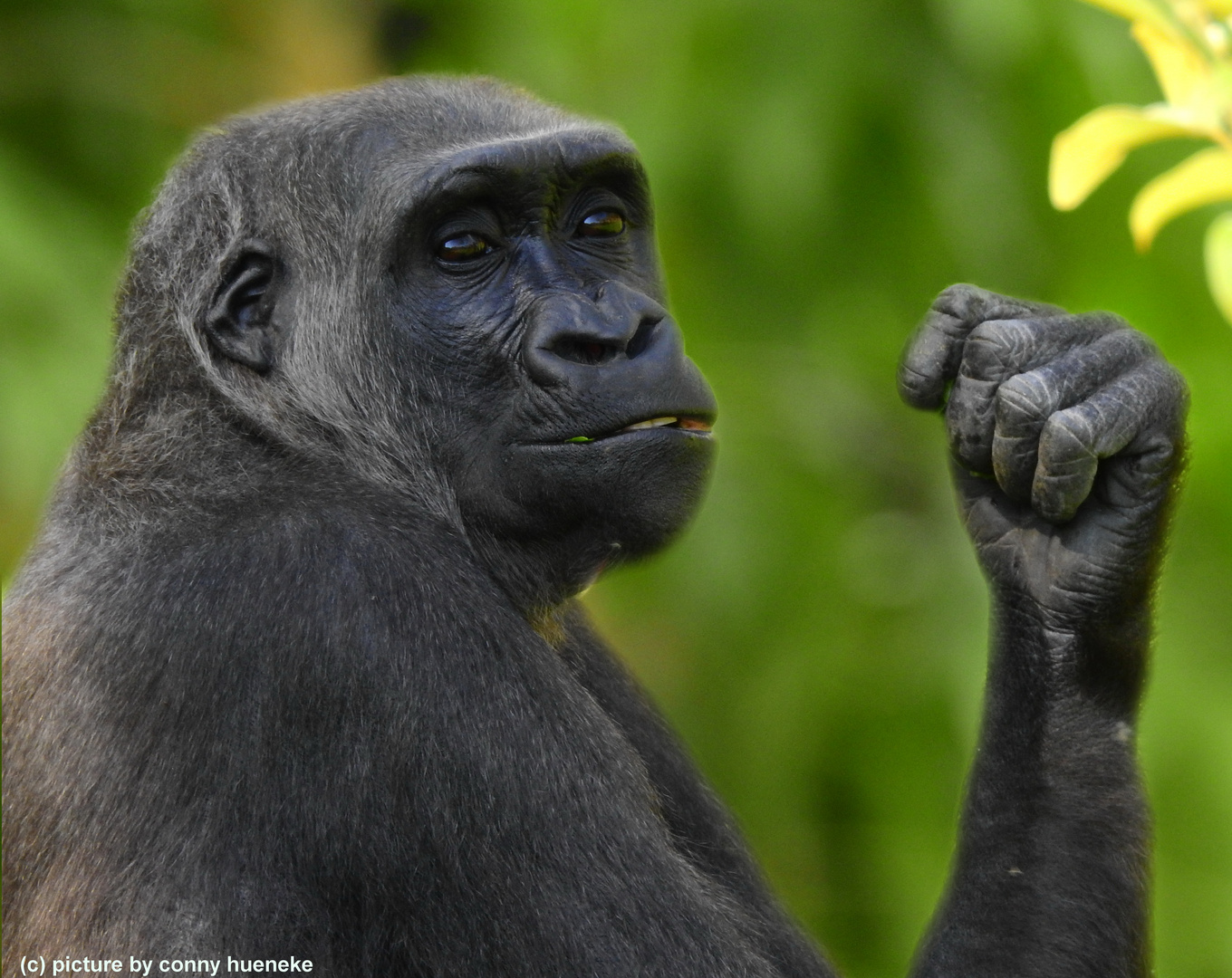 Gorilla im Zoo Leipzig