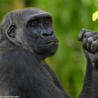 Gorilla im Zoo Leipzig