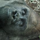 Gorilla im Zoo München