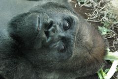 Gorilla im Zoo München