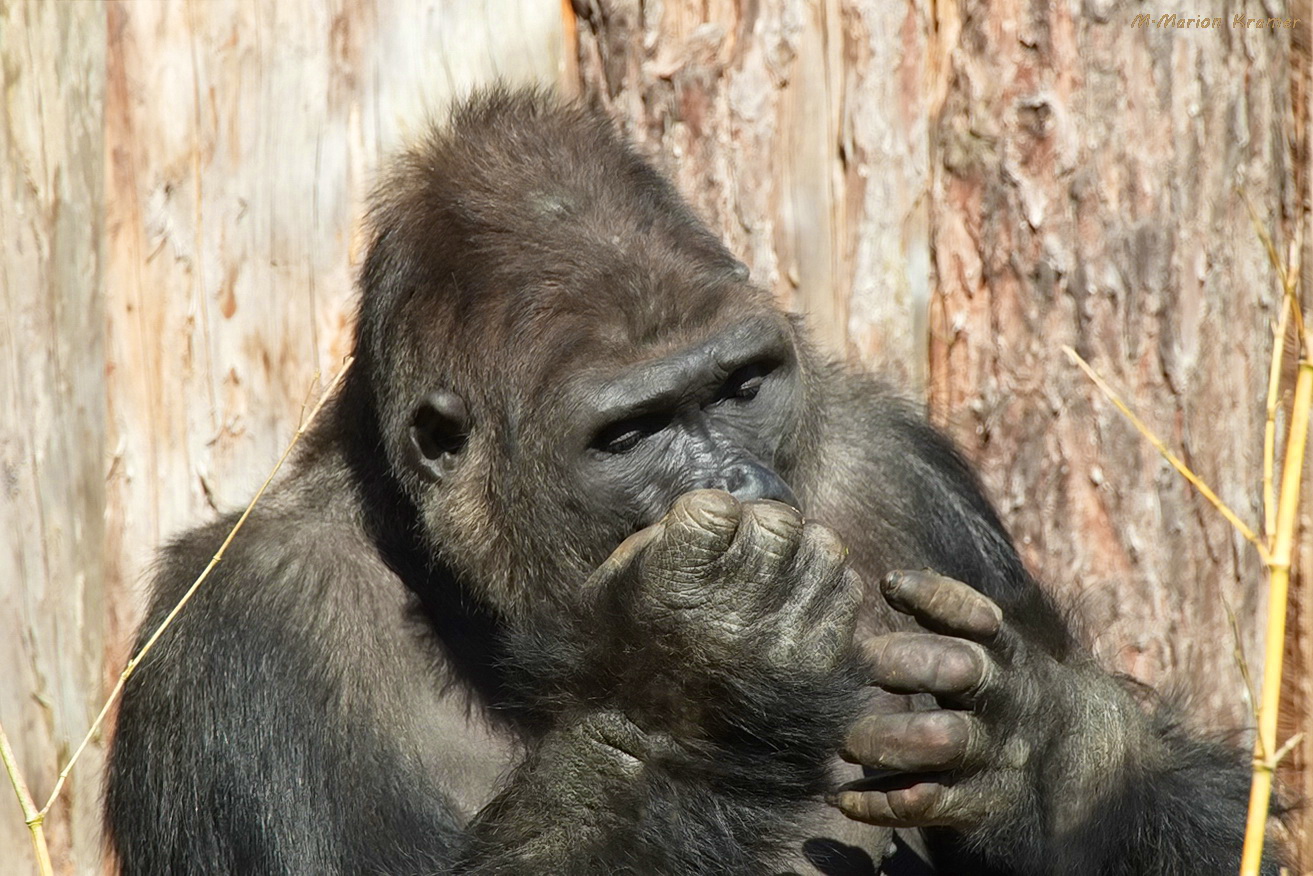 Gorilla im Zoo Münster