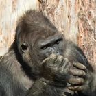 Gorilla im Zoo Münster