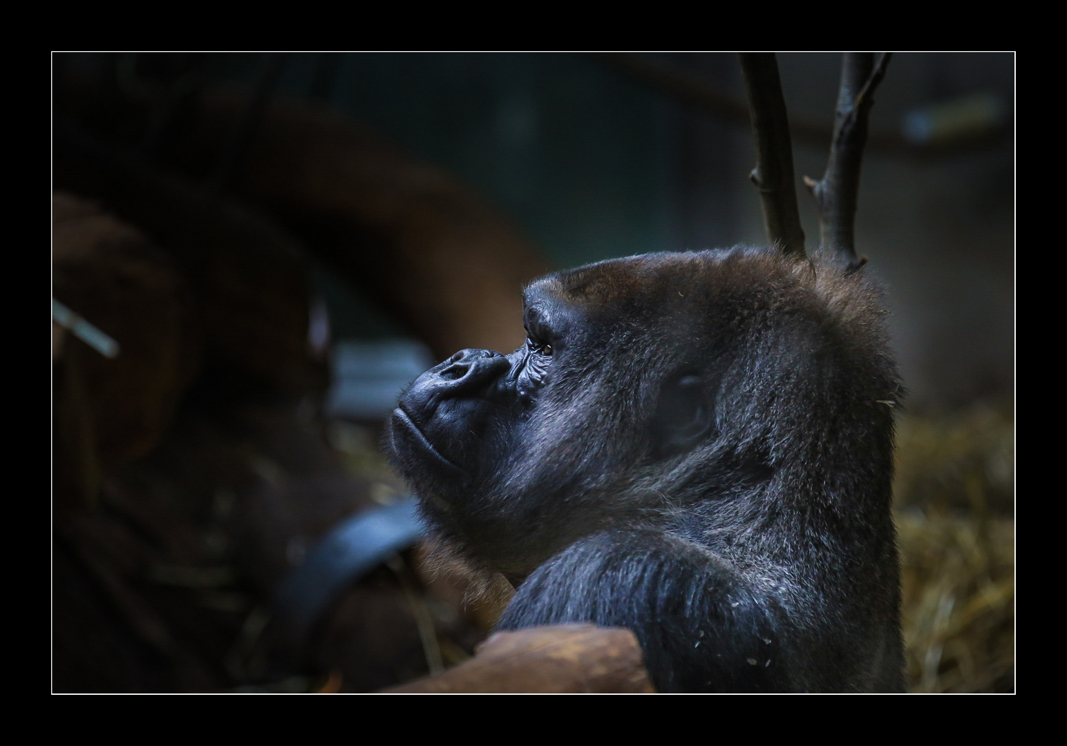 Gorilla im Zürcher Zoo.