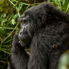 Gorilla in Bwindi Rain Forest