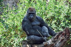 Gorilla in der Sonne