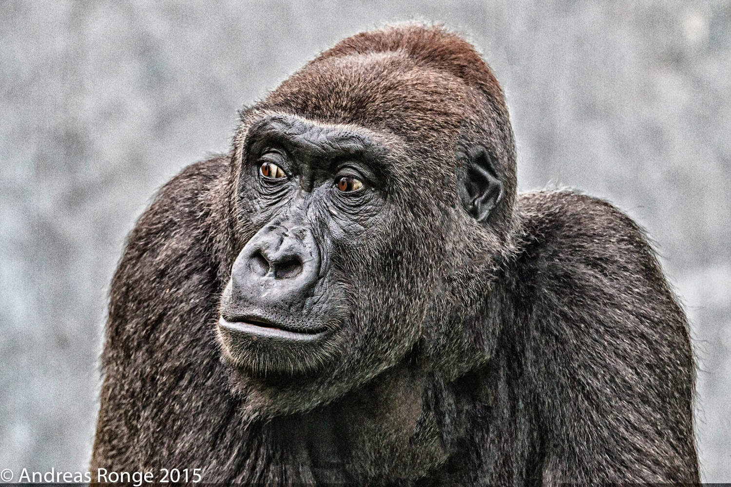 Gorilla in der Wilhelma