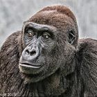 Gorilla in der Wilhelma