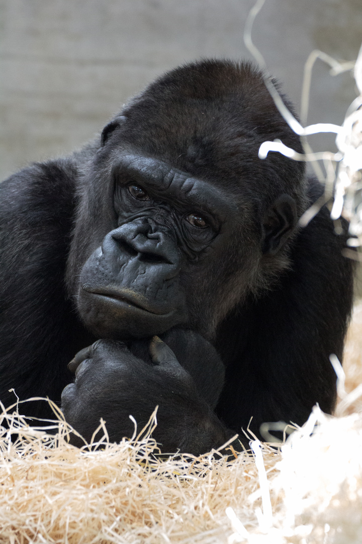 Gorilla in der Wilhelma Stuttgart