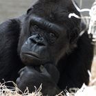 Gorilla in der Wilhelma Stuttgart