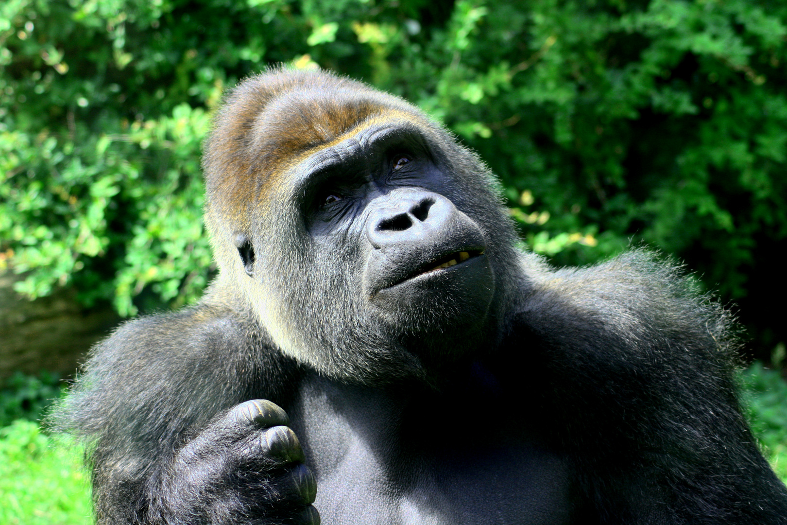 Gorilla in Farbe