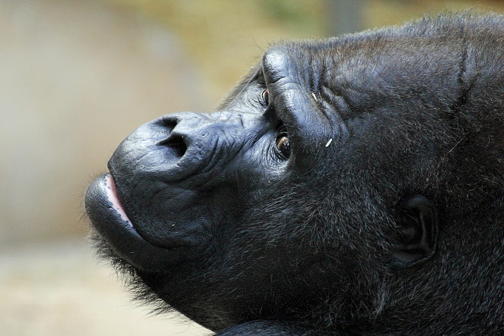 Gorilla in Krefeld